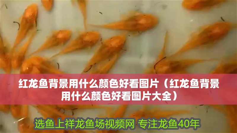 紅龍魚背景用什么顏色好看圖片（紅龍魚背景用什么顏色好看圖片大全）