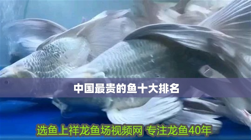 中國(guó)最貴的魚(yú)十大排名