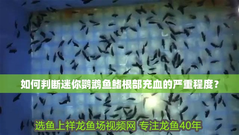 如何判斷迷你鸚鵡魚鰭根部充血的嚴重程度？