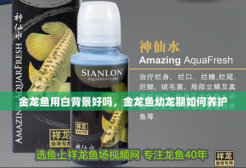 金龍魚用白背景好嗎，金龍魚幼龍期如何養護