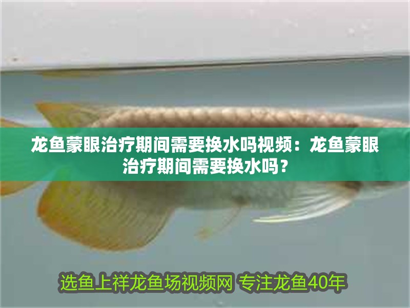 龍魚蒙眼治療期間需要換水嗎視頻：龍魚蒙眼治療期間需要換水嗎？