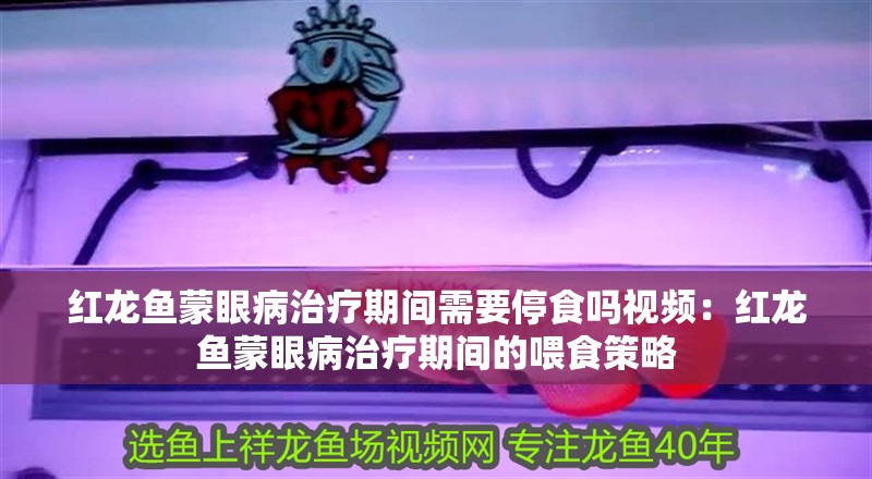 紅龍魚蒙眼病治療期間需要停食嗎視頻：紅龍魚蒙眼病治療期間的喂食策略