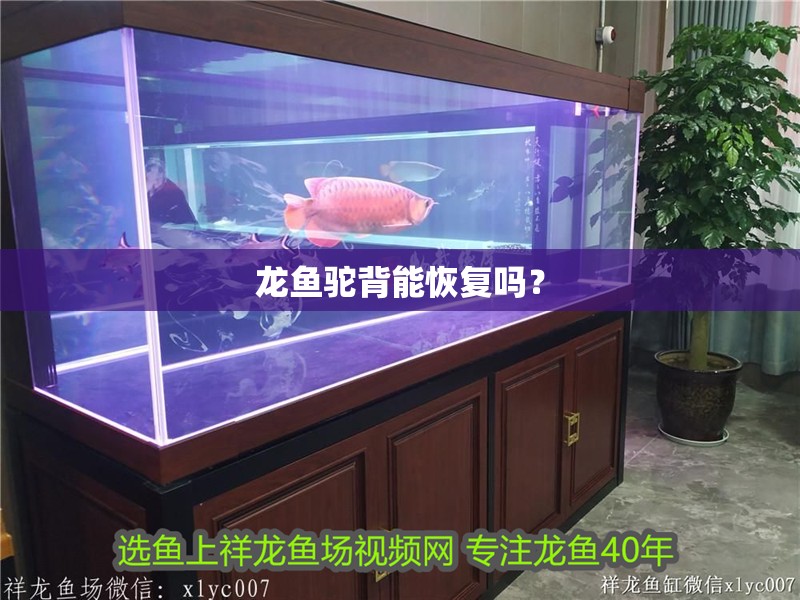 龍魚駝背能恢復(fù)嗎？
