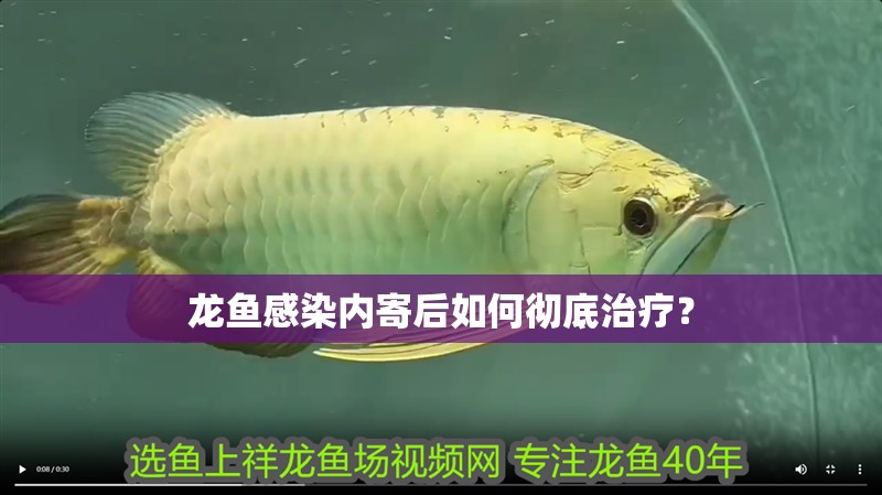 龍魚感染內(nèi)寄后如何徹底治療？