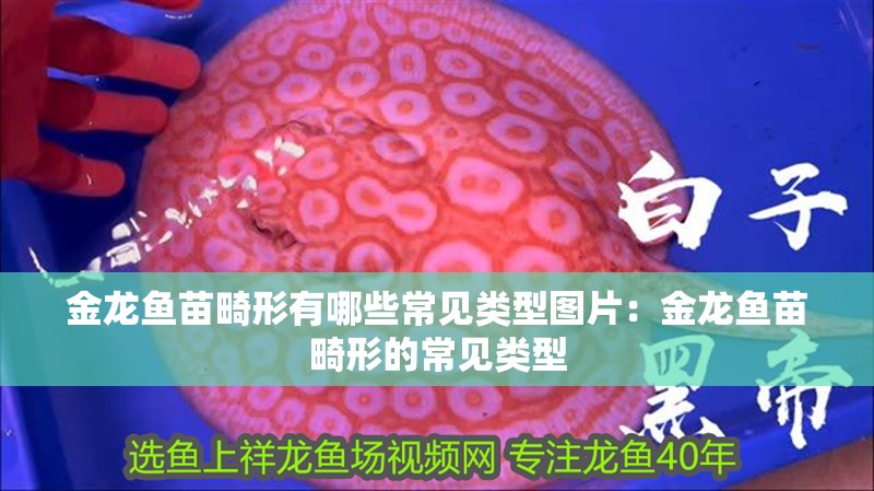 金龍魚苗畸形有哪些常見類型圖片：金龍魚苗畸形的常見類型