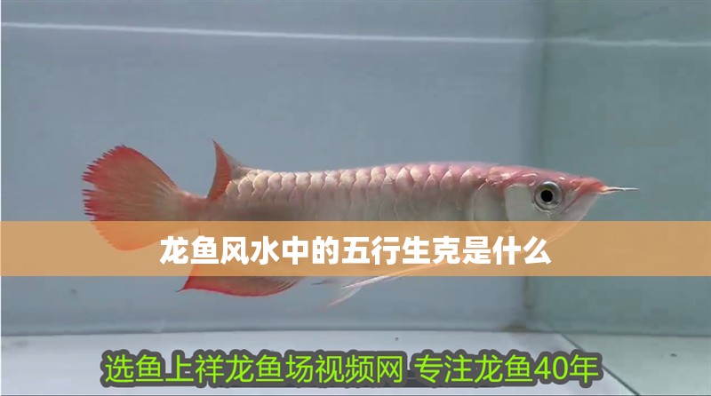 虎魚天天黑來點赤瞳黃金 龍魚風水中的五行生克是什么 龍魚百科 龍魚風水中的五行生克是什么 龍魚風水中的五行生克是什么 龍魚百科
