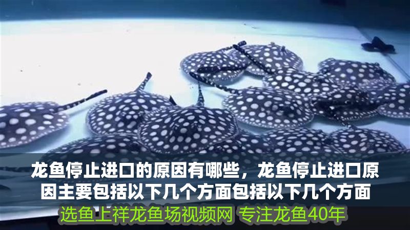 龍魚停止進(jìn)口的原因有哪些，龍魚停止進(jìn)口原因主要包括以下幾個方面包括以下幾個方面