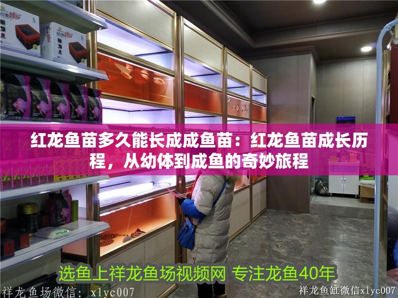 紅龍魚苗多久能長(zhǎng)成成魚苗：紅龍魚苗成長(zhǎng)歷程，從幼體到成魚的奇妙旅程