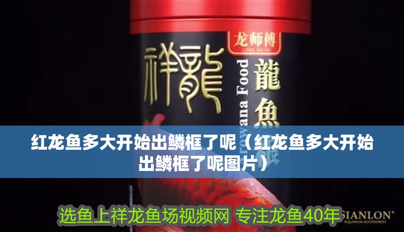 紅龍魚多大開始出鱗框了呢（紅龍魚多大開始出鱗框了呢圖片）