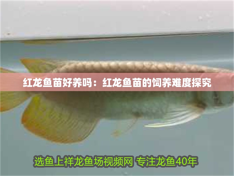 紅龍魚苗好養(yǎng)嗎：紅龍魚苗的飼養(yǎng)難度探究