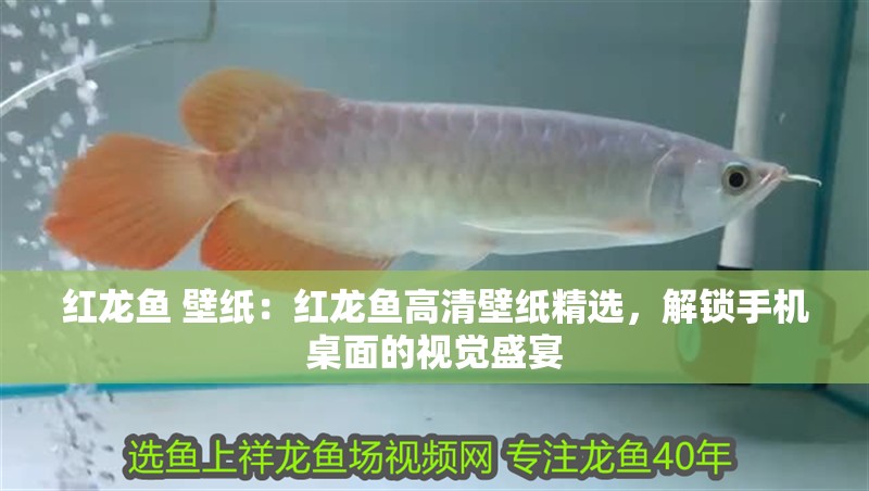 紅龍魚 壁紙：紅龍魚高清壁紙精選，解鎖手機桌面的視覺盛宴