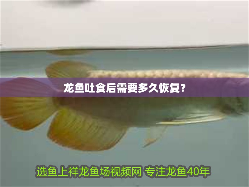 龍魚吐食后需要多久恢復？