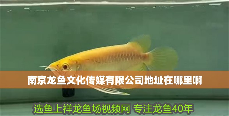 南京龍魚文化傳媒有限公司地址在哪里啊