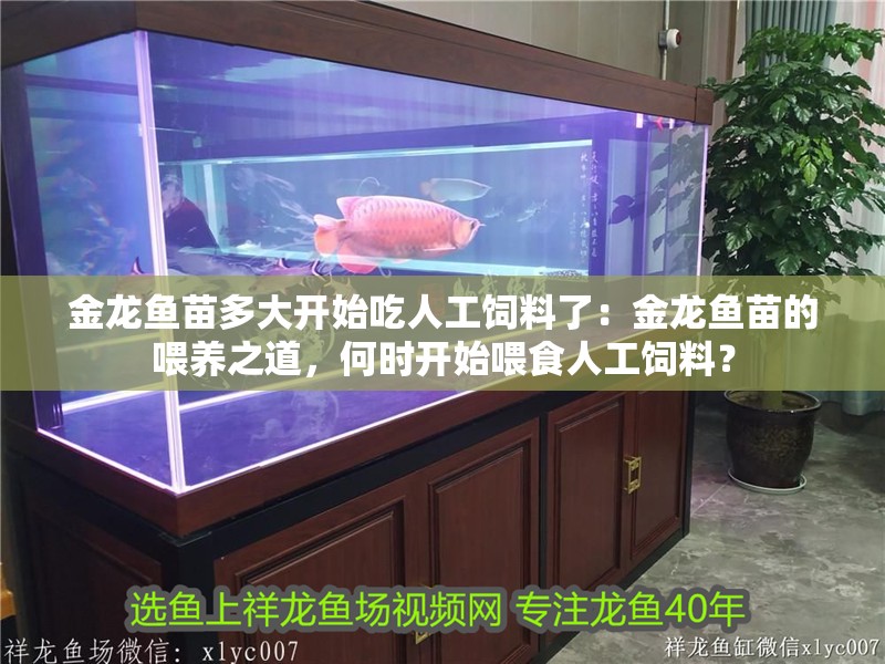 金龍魚苗多大開始吃人工飼料了：金龍魚苗的喂養之道，何時開始喂食人工飼料？