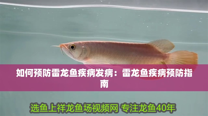 如何預防雷龍魚疾病發(fā)病：雷龍魚疾病預防指南