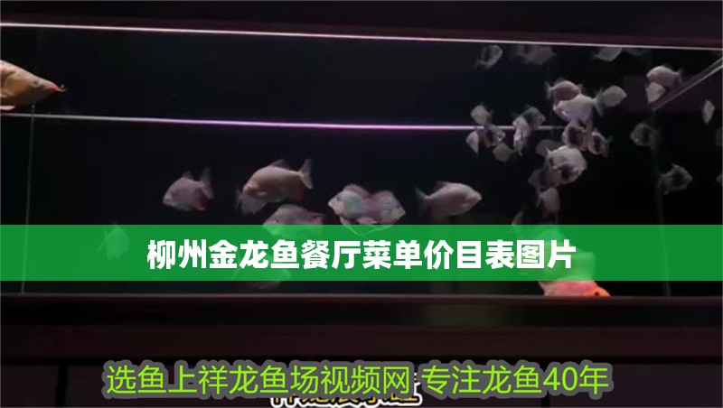 柳州金龍魚餐廳菜單價目表圖片