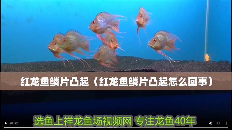 紅龍魚鱗片凸起（紅龍魚鱗片凸起怎么回事）