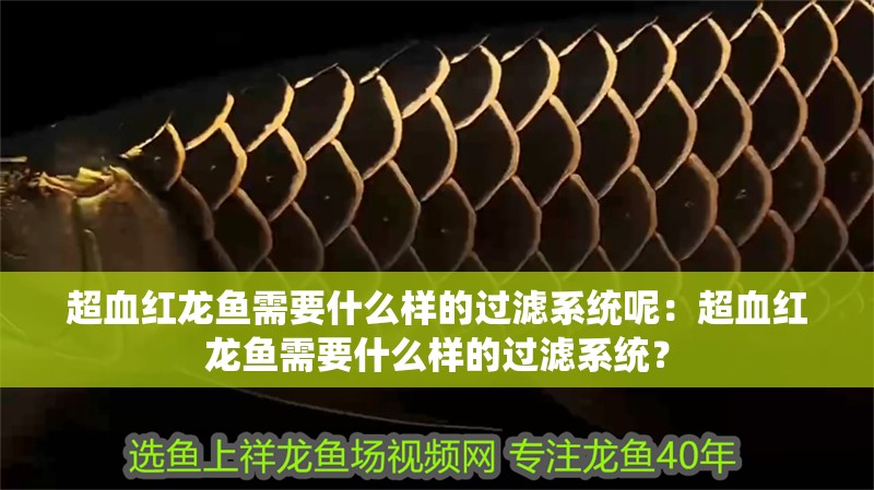 超血紅龍魚需要什么樣的過濾系統呢：超血紅龍魚需要什么樣的過濾系統？