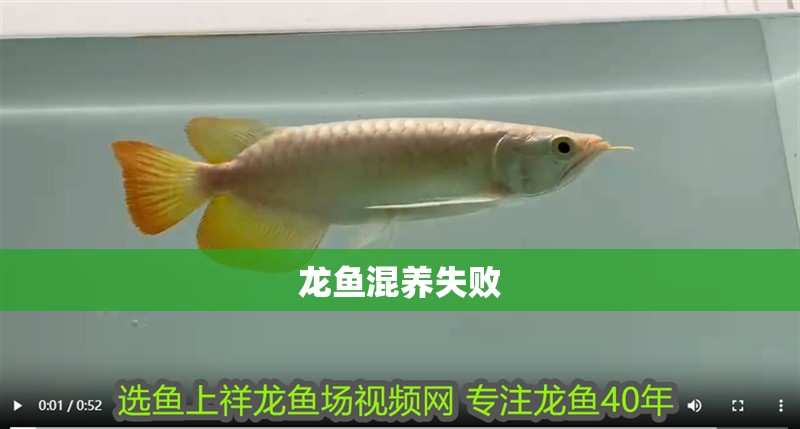 龍魚混養失敗