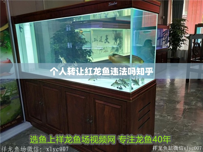 個人轉讓紅龍魚違法嗎知乎