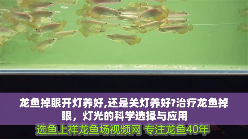 龍魚掉眼開燈養(yǎng)好,還是關(guān)燈養(yǎng)好?治療龍魚掉眼，燈光的科學(xué)選擇與應(yīng)用