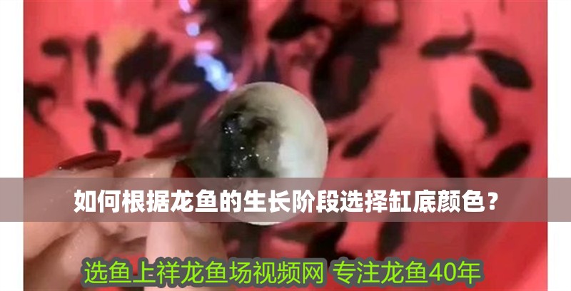 如何根據龍魚的生長階段選擇缸底顏色？