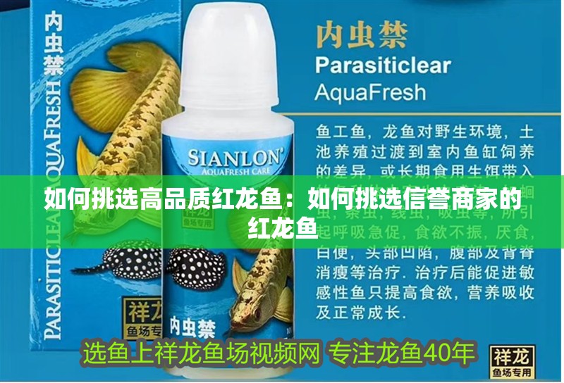 如何挑選高品質紅龍魚：如何挑選信譽商家的紅龍魚