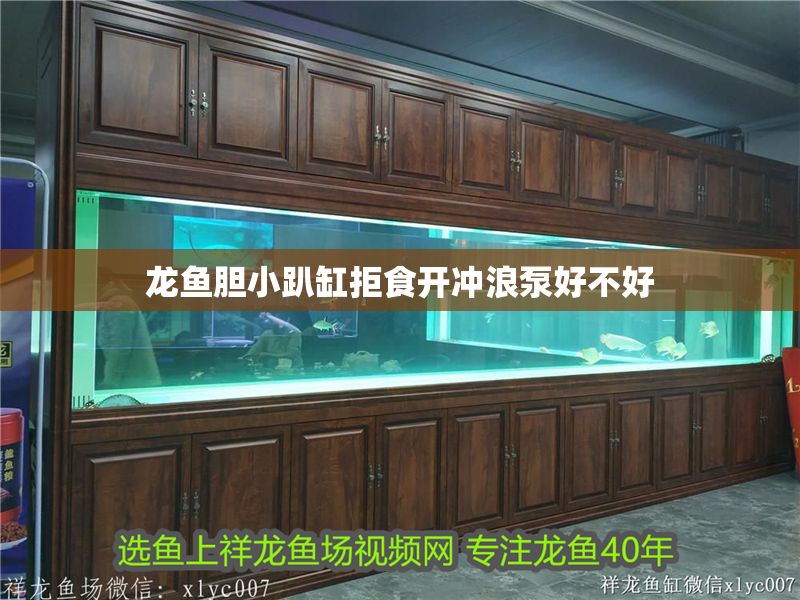 龍魚膽小趴缸拒食開沖浪泵好不好 龍魚膽小趴缸拒食開沖浪泵好不好 龍魚百科 第2張