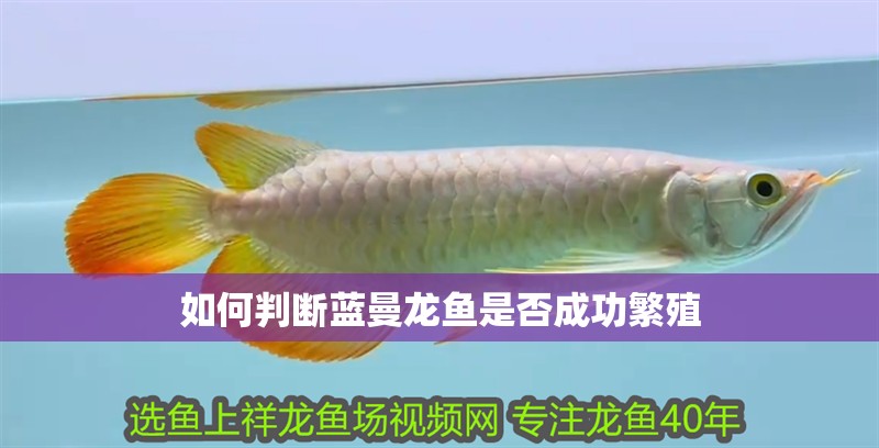如何判斷藍曼龍魚是否成功繁殖