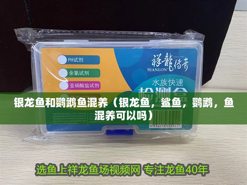 銀龍魚和鸚鵡魚混養(yǎng)（銀龍魚，鯊魚，鸚鵡，魚混養(yǎng)可以嗎）