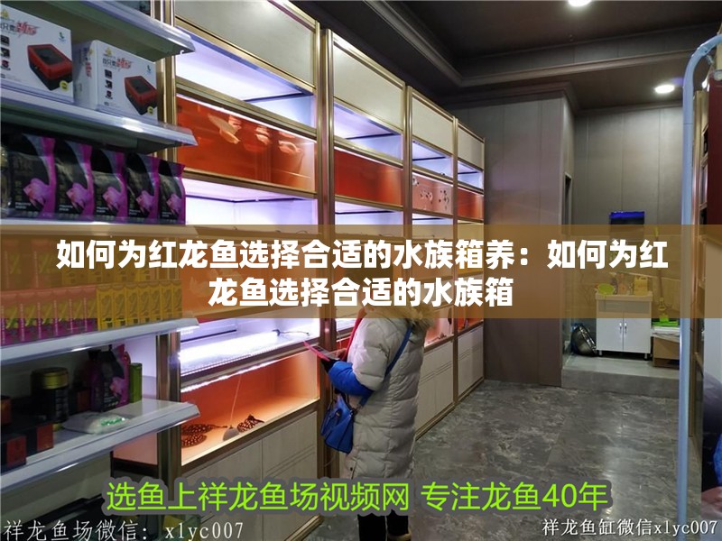 如何為紅龍魚選擇合適的水族箱養：如何為紅龍魚選擇合適的水族箱
