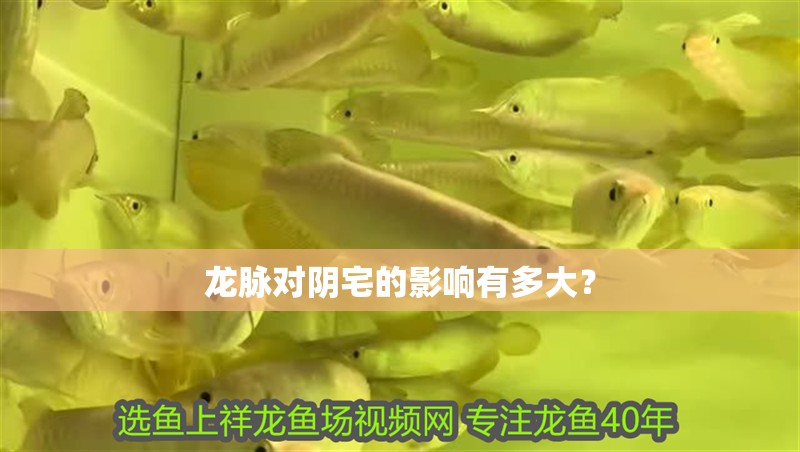 龍魚恒溫棒設定多少度可以用：龍魚恒溫棒設定多少度最合適？科學調溫指南
