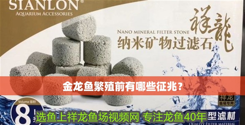 金龍魚繁殖前有哪些征兆？