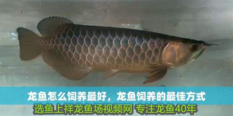 龍魚怎么飼養最好，龍魚飼養的最佳方式