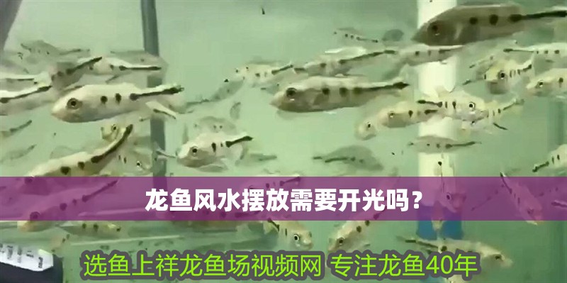 龍魚風水擺放需要開光嗎？
