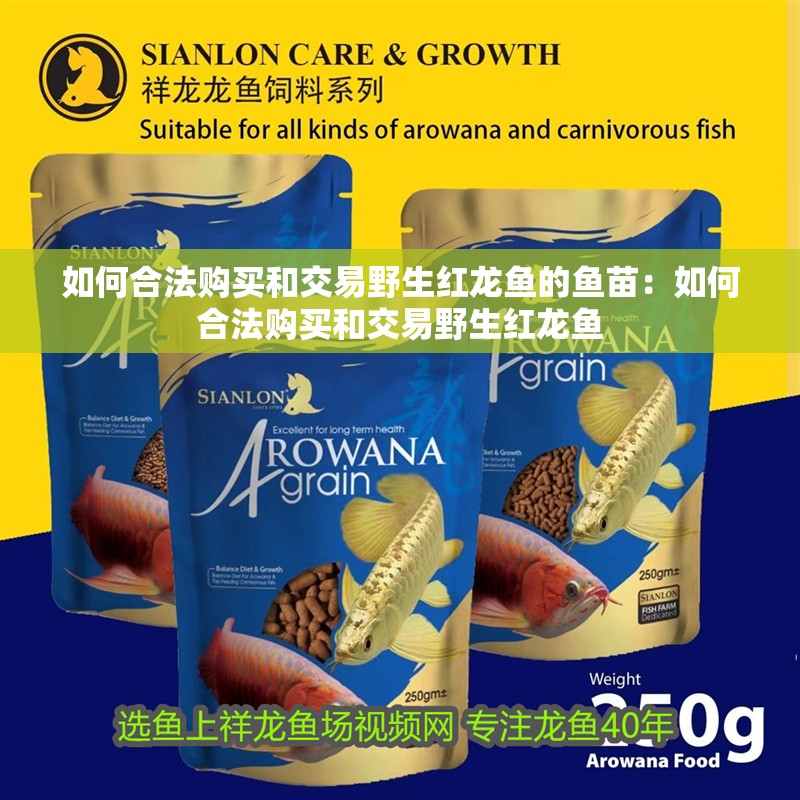 如何合法購買和交易野生紅龍魚的魚苗：如何合法購買和交易野生紅龍魚