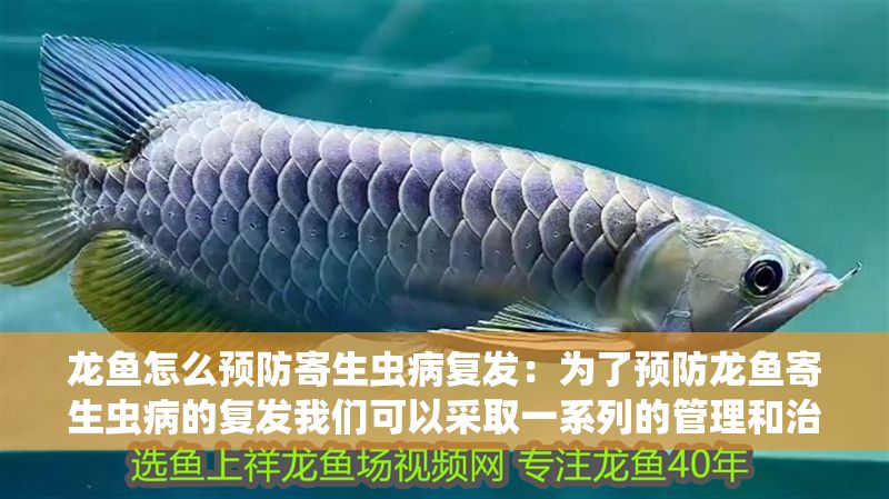 龍魚怎么預(yù)防寄生蟲病復(fù)發(fā)：為了預(yù)防龍魚寄生蟲病的復(fù)發(fā)我們可以采取一系列的管理和治療措施
