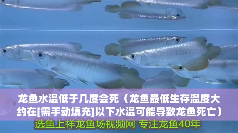 龍魚水溫低于幾度會死（龍魚最低生存溫度大約在[需手動填充]以下水溫可能導致龍魚死亡）