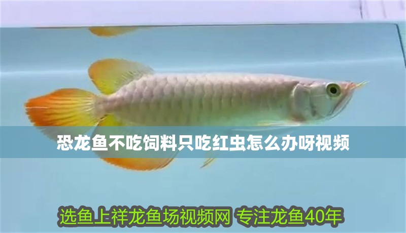如何辨別過背金龍魚的品質好壞：如何辨別過背金龍魚的品質