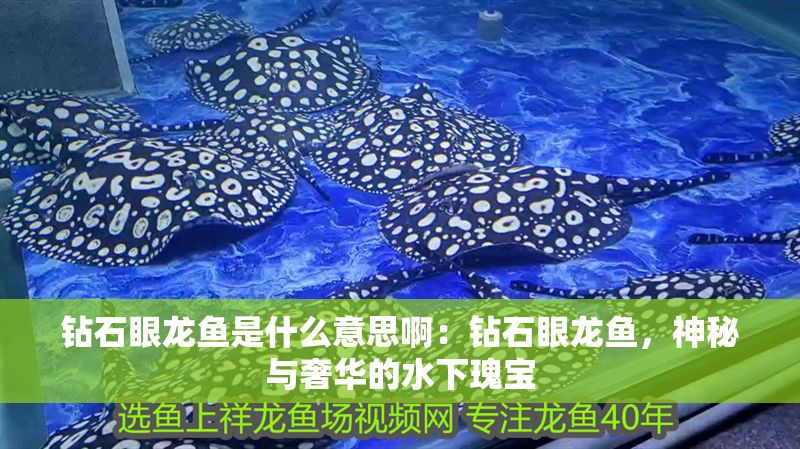 鉆石眼龍魚是什么意思啊：鉆石眼龍魚，神秘與奢華的水下瑰寶