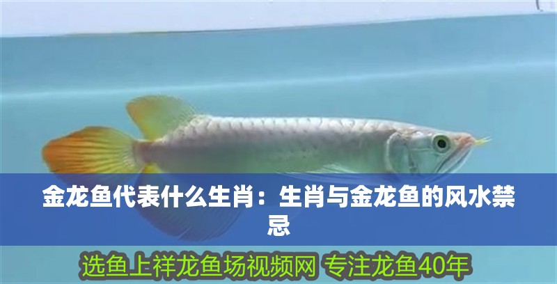 金龍魚代表什么生肖：生肖與金龍魚的風(fēng)水禁忌