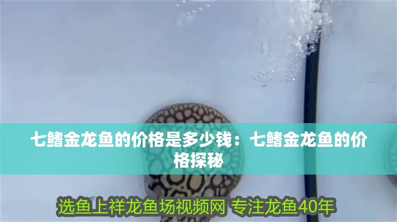 七鰭金龍魚的價格是多少錢：七鰭金龍魚的價格探秘