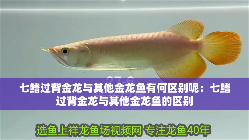 七鰭過背金龍與其他金龍魚有何區別呢：七鰭過背金龍與其他金龍魚的區別