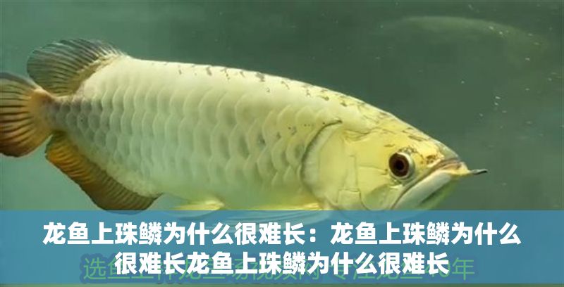 龍魚上珠鱗為什么很難長：龍魚上珠鱗為什么很難長龍魚上珠鱗為什么很難長