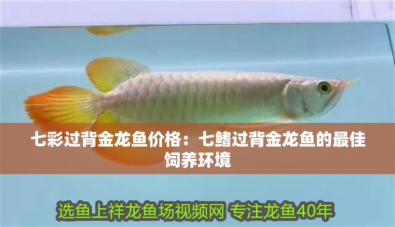 七彩過背金龍魚價格：七鰭過背金龍魚的最佳飼養環境