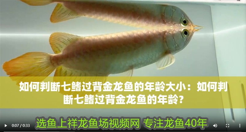 如何判斷七鰭過背金龍魚的年齡大小：如何判斷七鰭過背金龍魚的年齡？