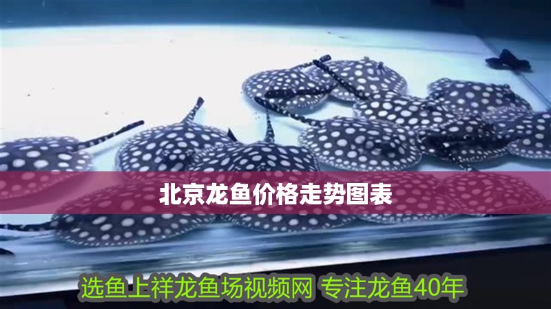 北京龍魚價格走勢圖表