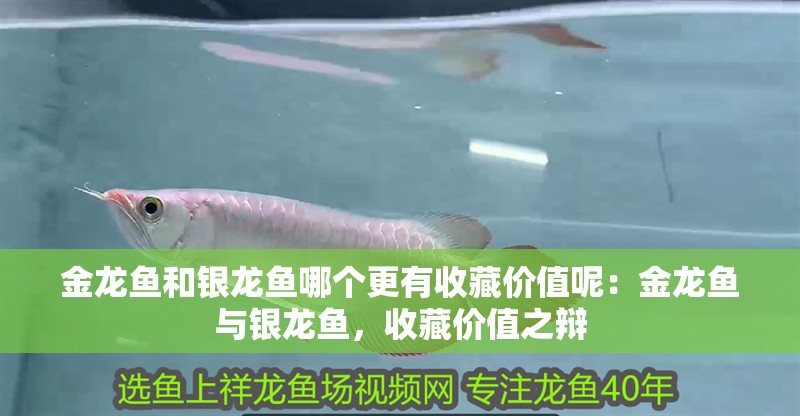 金龍魚和銀龍魚哪個更有收藏價值呢：金龍魚與銀龍魚，收藏價值之辯