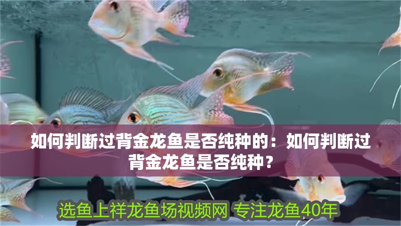 如何判斷過背金龍魚是否純種的：如何判斷過背金龍魚是否純種？