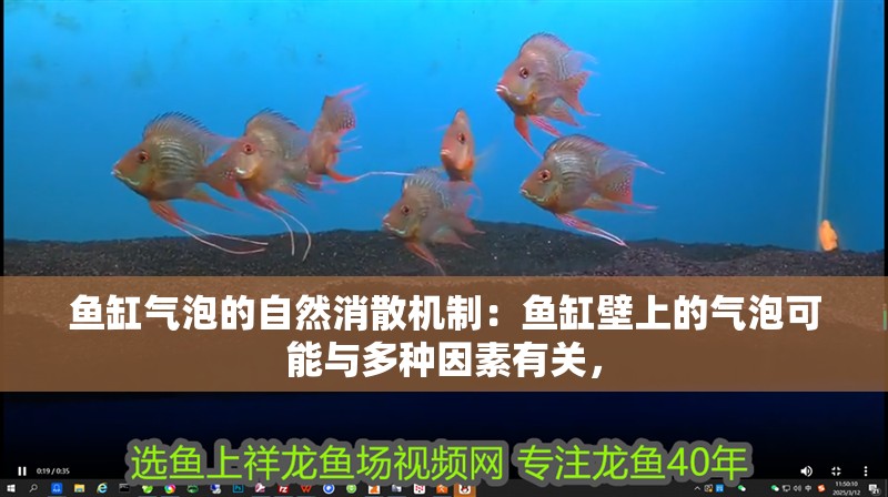 魚缸氣泡的自然消散機制：魚缸壁上的氣泡可能與多種因素有關，